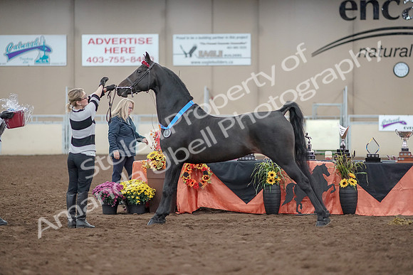 2019 Morgan Horse Show - Aug 31, 2019 - 00976