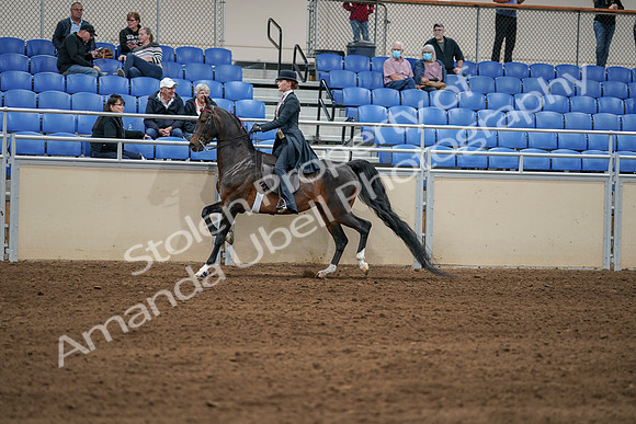 2020 - AB Morgan Horse - Sat, Sept 05 - 06308