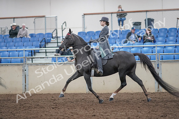 2019 Morgan Horse Show - Aug 31, 2019 - 09394