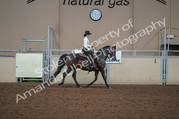 2019 Morgan Horse Show - Aug 30, 2019 - 17002
