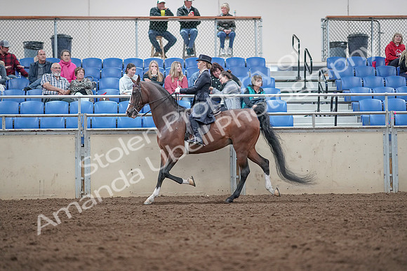 2019 Morgan Horse Show - Aug 31, 2019 - 20491