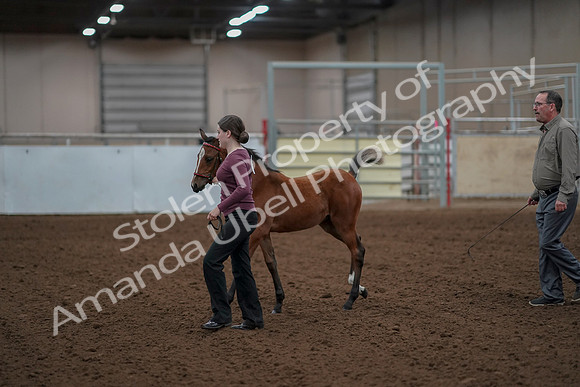 2019 Morgan Horse Show - Aug 30, 2019 - 24793