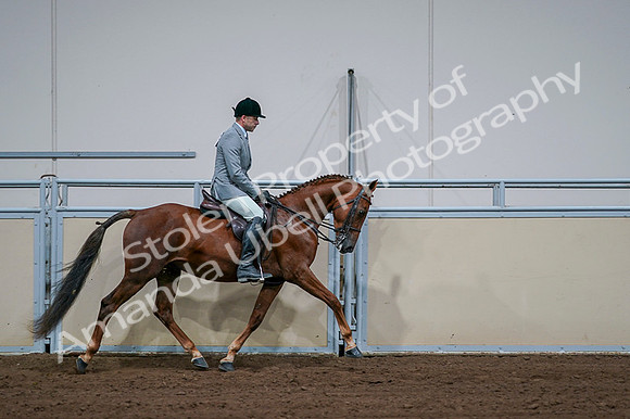 2020 - AB Morgan Horse - Fri, Sept 04 - 01806