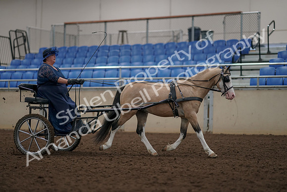 2019 Morgan Horse Show - Aug 31, 2019 - 04478