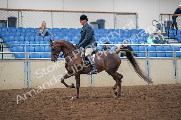 2019 Morgan Horse Show - Aug 30, 2019 - 17252