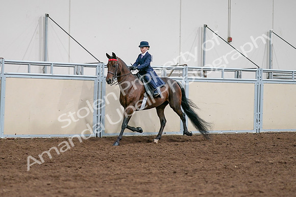 2020 - AB Morgan Horse - Sat, Sept 05 - 04908