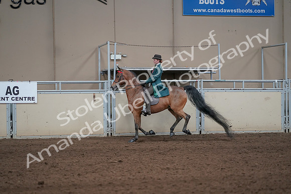2019 Morgan Horse Show - Sept 01, 2019 - 13243