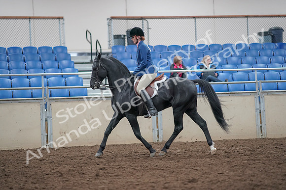 2019 Morgan Horse Show - Aug 31, 2019 - 16572