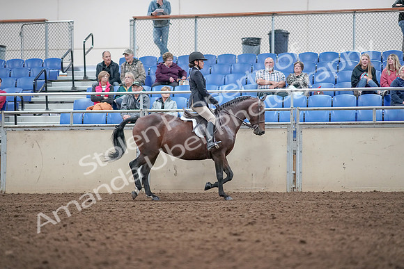 2019 Morgan Horse Show - Aug 31, 2019 - 19688