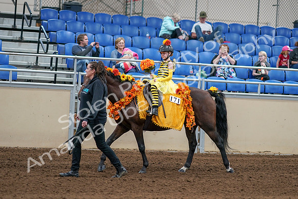2020 - AB Morgan Horse - Sat, Sept 05 - 05769