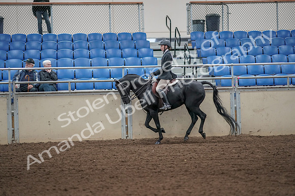 2019 Morgan Horse Show - Aug 31, 2019 - 05064