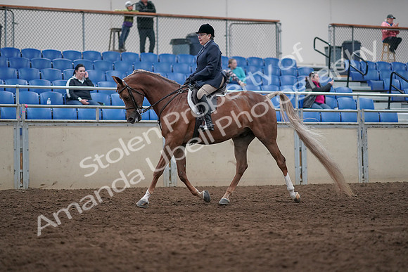 2019 Morgan Horse Show - Sept 01, 2019 - 08529