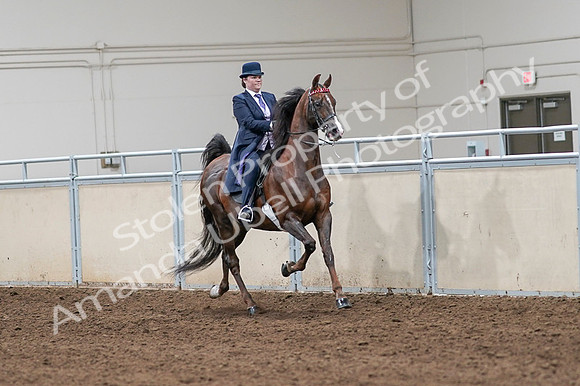 2020 - AB Morgan Horse - Fri, Sept 04 - 08056