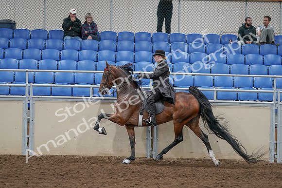 2020 - AB Morgan Horse - Fri, Sept 04 - 09782