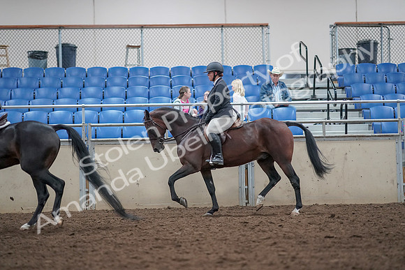 2019 Morgan Horse Show - Aug 31, 2019 - 14996