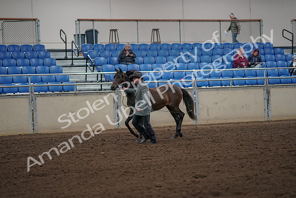 2019 Morgan Horse Show - Aug 30, 2019 - 25689