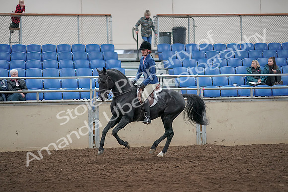 2019 Morgan Horse Show - Aug 31, 2019 - 07350