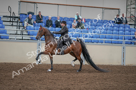2020 - AB Morgan Horse - Fri, Sept 04 - 09547
