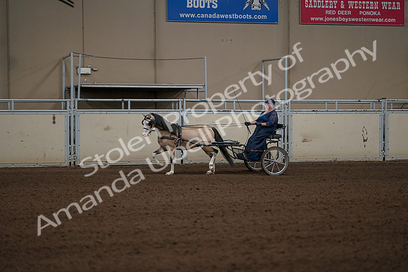 2019 Morgan Horse Show - Aug 31, 2019 - 04325