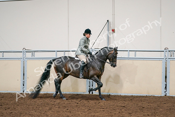 2020 - AB Morgan Horse - Sat, Sept 05 - 14504