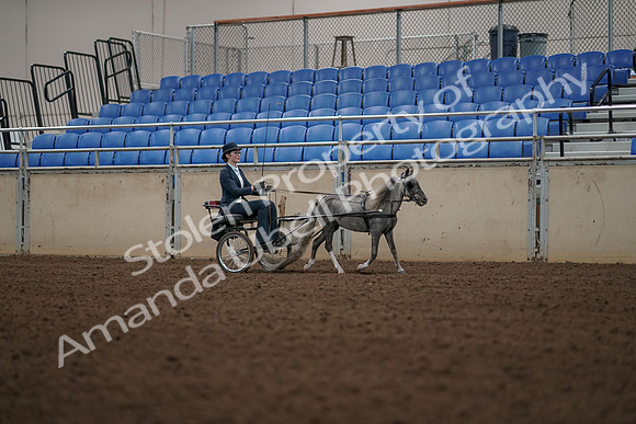 2019 Morgan Horse Show - Aug 31, 2019 - 04499