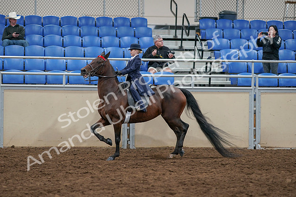 2020 - AB Morgan Horse - Sun, Sept 06 - 07697