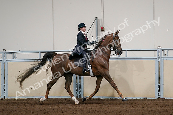2020 - AB Morgan Horse - Sat, Sept 05 - 06386