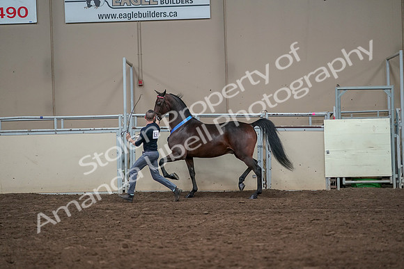 2019 Morgan Horse Show - Aug 31, 2019 - 01445