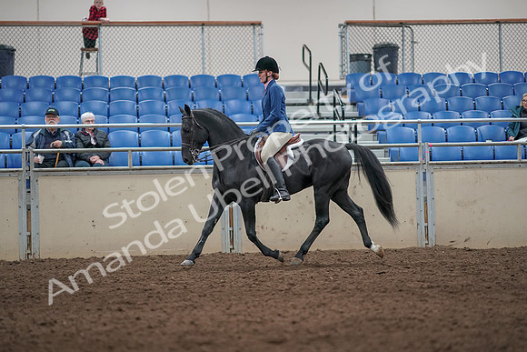 2019 Morgan Horse Show - Aug 31, 2019 - 07230
