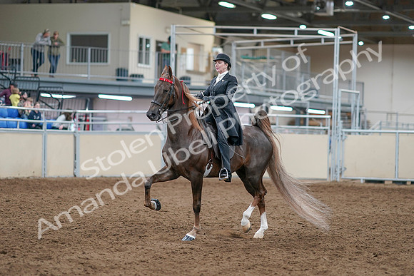 2020 - AB Morgan Horse - Sat, Sept 05 - 12932