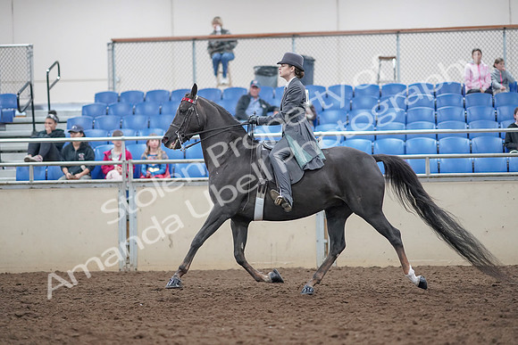 2019 Morgan Horse Show - Aug 31, 2019 - 09389