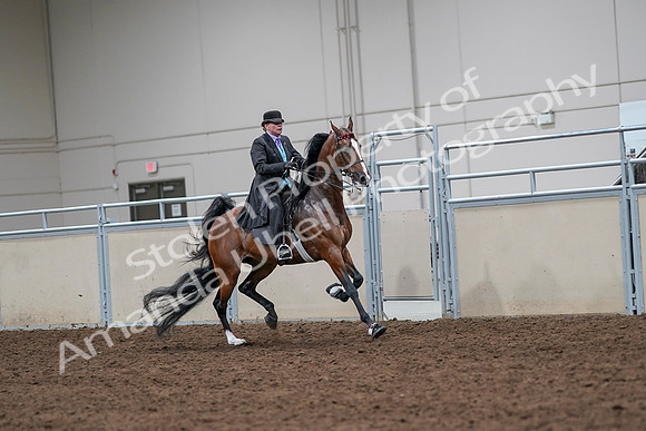 2020 - AB Morgan Horse - Sat, Sept 05 - 13193