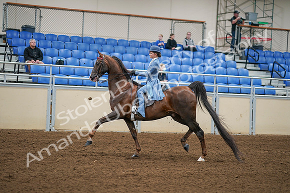 2020 - AB Morgan Horse - Fri, Sept 04 - 04862