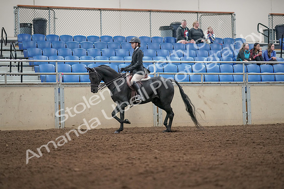 2019 Morgan Horse Show - Aug 31, 2019 - 04913