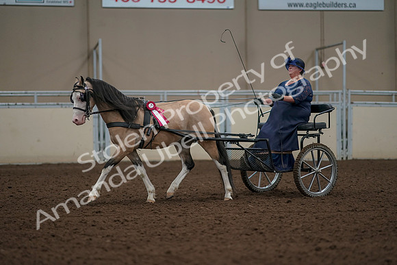 2019 Morgan Horse Show - Aug 31, 2019 - 04613