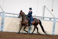 2020 - AB Morgan Horse - Sat, Sept 05 - 08543
