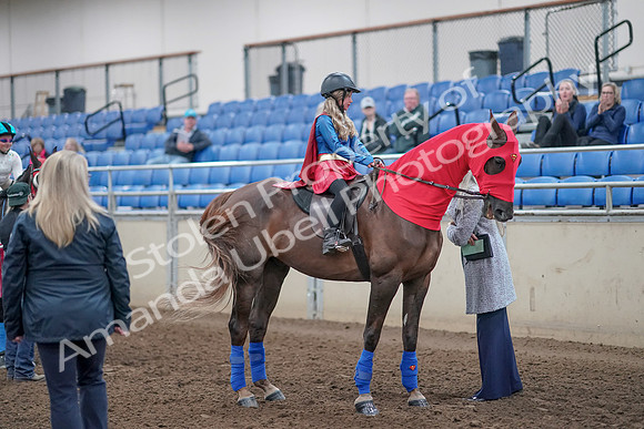 2019 Morgan Horse Show - Aug 31, 2019 - 10144