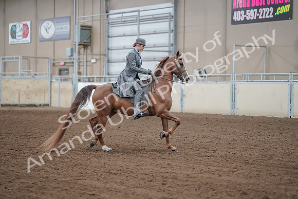 2019 Morgan Horse Show - Aug 30, 2019 - 15637