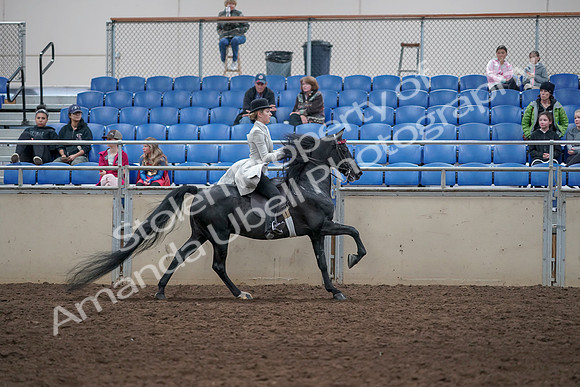 2019 Morgan Horse Show - Aug 31, 2019 - 09681