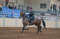 2020 - AB Morgan Horse - Sun, Sept 06 - 00291