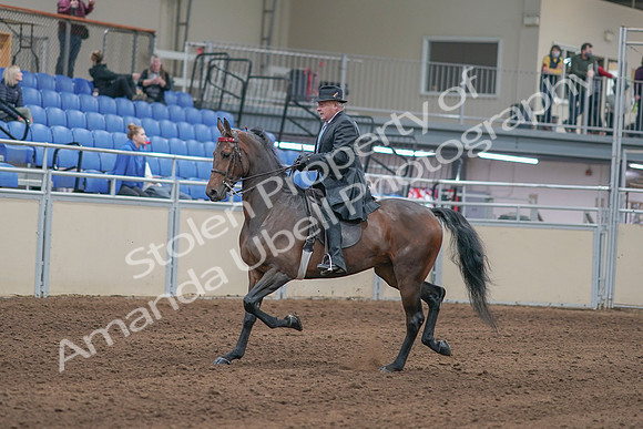 2020 - AB Morgan Horse - Sun, Sept 06 - 00291