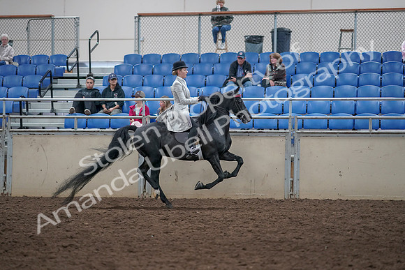 2019 Morgan Horse Show - Aug 31, 2019 - 09678
