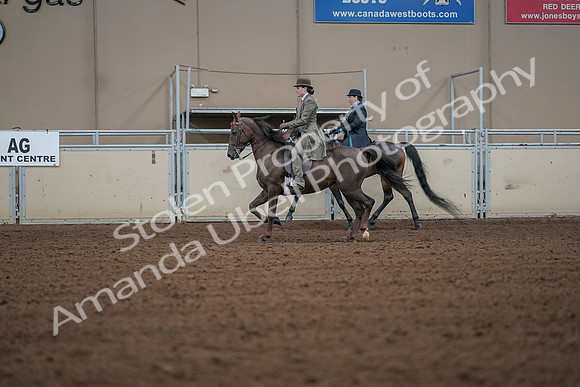 2019 Morgan Horse Show - Aug 30, 2019 - 15480