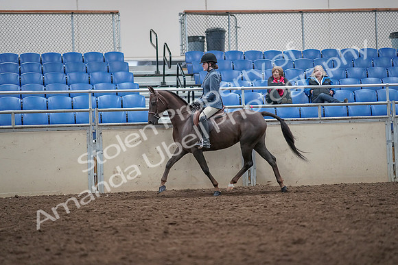 2019 Morgan Horse Show - Aug 31, 2019 - 16509