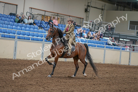 2020 - AB Morgan Horse - Fri, Sept 04 - 11410