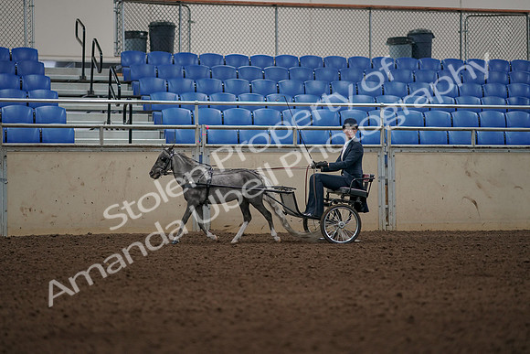 2019 Morgan Horse Show - Aug 31, 2019 - 04368