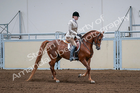 2020 - AB Morgan Horse - Fri, Sept 04 - 01714