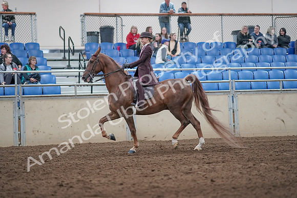 2019 Morgan Horse Show - Aug 31, 2019 - 20409