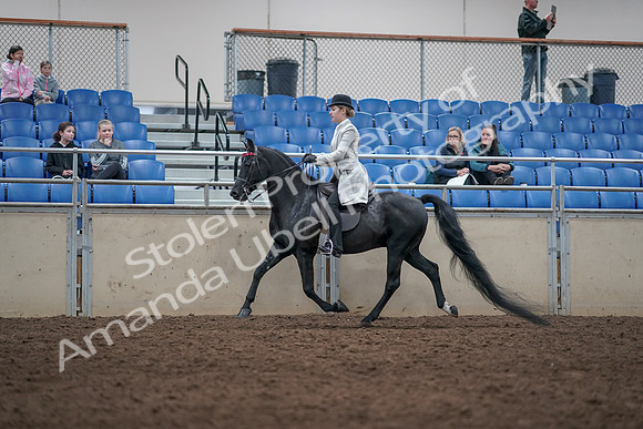 2019 Morgan Horse Show - Aug 31, 2019 - 09338