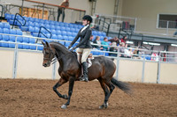 2020 - AB Morgan Horse - Sat, Sept 05 - 14204